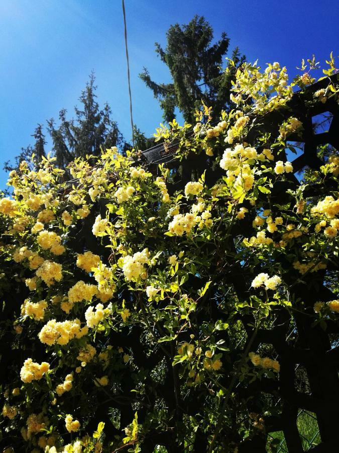 Mango Le Rose Di Mapiヴィラ エクステリア 写真